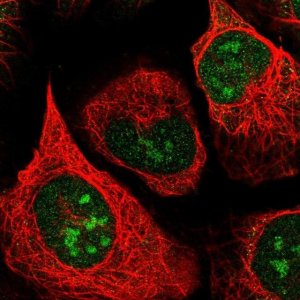 Anti-AEN antibody produced in rabbit HPA048599-100UL