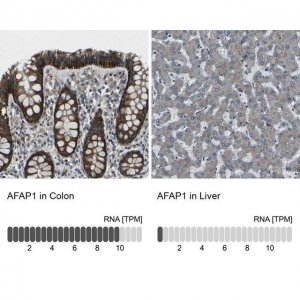 Anti-AFAP1 antibody produced in rabbit 