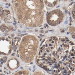 Anti-AFG3L2 antibody produced in rabbit 