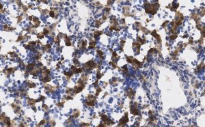 Anti-AFP Antibody, clone 3B7 ZooMAb Rabbit Monoclonal 