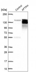 Anti-AFTPH antibody produced in rabbit 