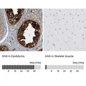 Anti-AGA antibody produced in rabbit 