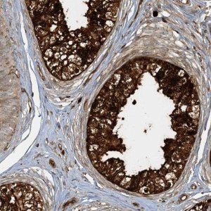Anti-AGA antibody produced in rabbit 