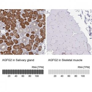 Anti-AGFG2 antibody produced in rabbit 