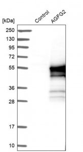 Anti-AGFG2 antibody produced in rabbit 