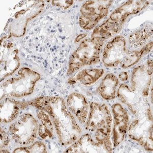Anti-AGMAT antibody produced in rabbit 
