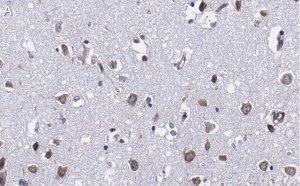 Anti-Ago2 Antibody, clone 2H10 ZooMAb Rabbit Monoclonal 