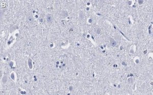 Anti-Ago2 Antibody, clone 2H10 ZooMAb Rabbit Monoclonal 