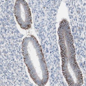 Anti-AGPAT5 antibody produced in rabbit HPA010950-100UL