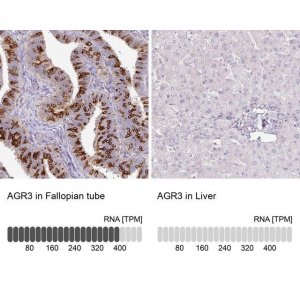 Anti-AGR3 antibody produced in rabbit 