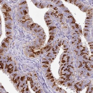 Anti-AGR3 antibody produced in rabbit 