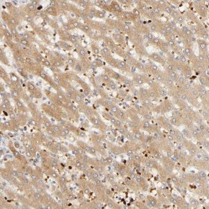 Anti-AGT antibody produced in rabbit 