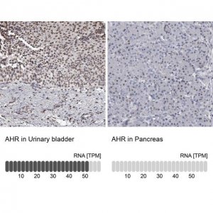 Anti-AHR antibody produced in rabbit 