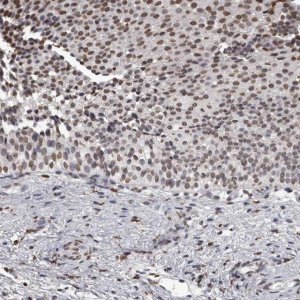 Anti-AHR antibody produced in rabbit 