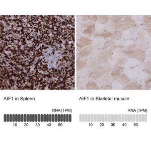 Anti-AIF1 antibody produced in rabbit 