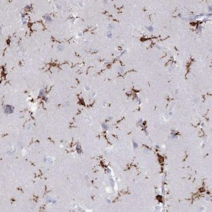 Anti-AIF1 antibody produced in rabbit 