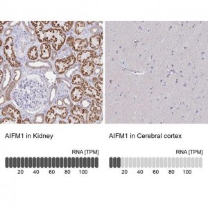 Anti-AIFM1 antibody produced in rabbit HPA030611-100UL