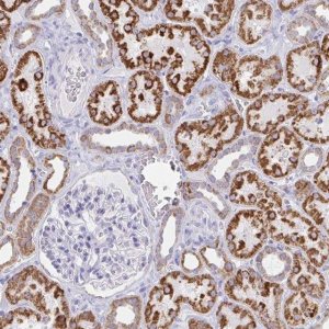 Anti-AIFM1 antibody produced in rabbit HPA030611-100UL