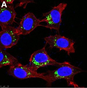 Anti-AIFM2 Antibody, clone 1I15 ZooMAb Rabbit Monoclonal 