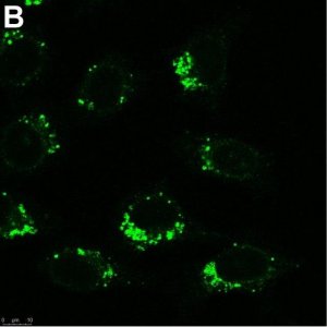 Anti-AIFM2 Antibody, clone 1I15 ZooMAb Rabbit Monoclonal 