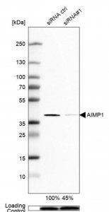 Anti-AIMP1 antibody produced in rabbit HPA018476-100UL