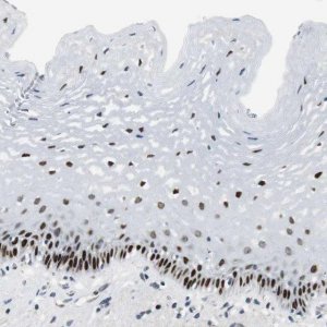 Anti-AJUBA antibody produced in rabbit 
