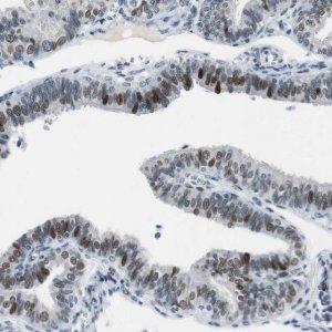 Anti-AJUBA antibody produced in rabbit 
