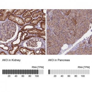 Anti-AK3 antibody produced in rabbit 