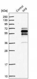Anti-AK8 antibody produced in rabbit 