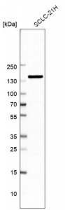 Anti-AKAP1 antibody produced in rabbit 