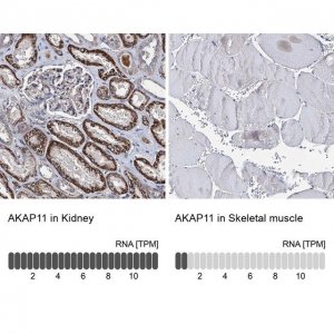 Anti-AKAP11 antibody produced in rabbit 