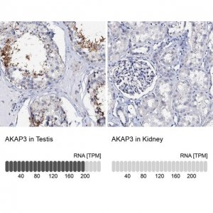 Anti-AKAP3 antibody produced in rabbit 