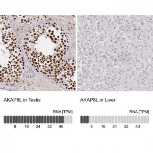 Anti-AKAP8L antibody produced in rabbit 