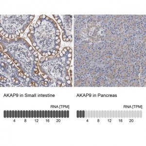 Anti-AKAP9 antibody produced in rabbit 
