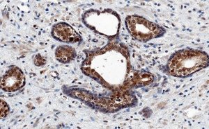 Anti-AKT1 Antibody, clone 4K6 ZooMAb Rabbit Monoclonal 