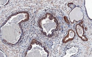 Anti-AKT1 Antibody, clone 4K6 ZooMAb Rabbit Monoclonal 