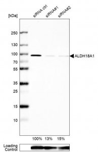Anti-ALDH18A1 antibody produced in rabbit 