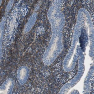 Anti-ALDH1A2 antibody produced in rabbit 
