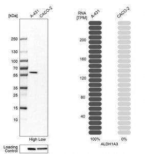 Anti-ALDH1A3 antibody produced in rabbit 