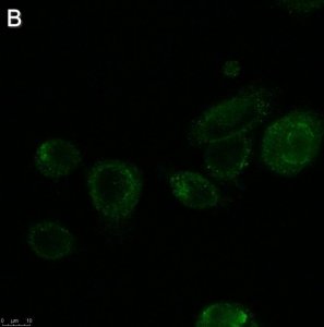 Anti-ALK-7 Antibody, clone 1N5 ZooMAb Rabbit Monoclonal 