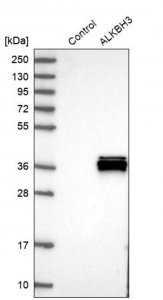 Anti-ALKBH3 antibody produced in rabbit 