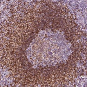 Anti-ALOX5 antibody produced in rabbit 