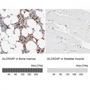 Anti-ALOX5AP antibody produced in rabbit 