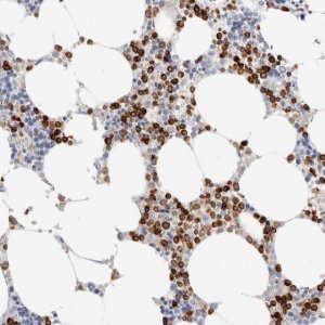 Anti-ALOX5AP antibody produced in rabbit 