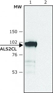 Anti-ALS2CL antibody produced in rabbit 