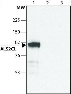 Anti-ALS2CL antibody produced in rabbit 