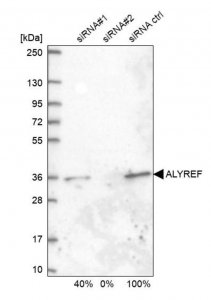 Anti-ALYREF antibody produced in rabbit 