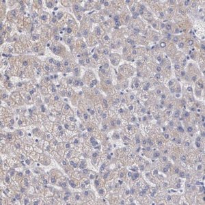 Anti-AMBP antibody produced in rabbit 