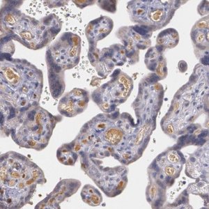 Anti-AMBP antibody produced in rabbit 