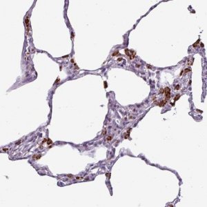 Anti-AMIGO2 antibody produced in rabbit 
